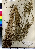 Bromus racemosus image