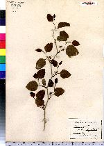 Smilax rotundifolia image
