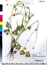 Ranunculus bulbosus image