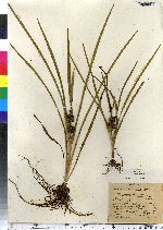 Sparganium diversifolium image
