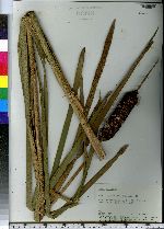 Typha latifolia image