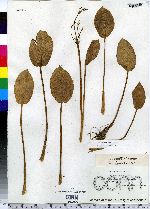 Alisma plantago-aquatica image