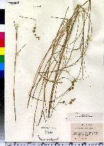 Carex hormathodes image