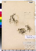Potamogeton pauciflorus image