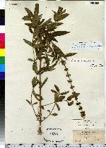 Stachys palustris image