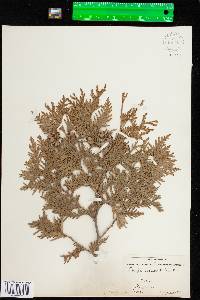 Thuja occidentalis image