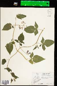 Solanum dulcamara var. villosissimum image