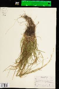 Carex brunnescens image