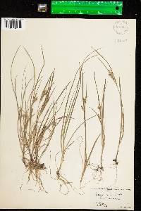 Carex aurea image