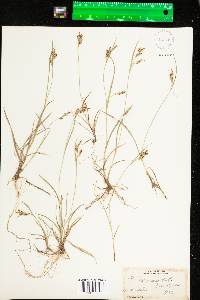 Carex aurea image