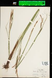 Carex aquatilis var. aquatilis image