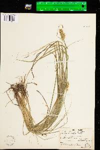 Carex arcta image