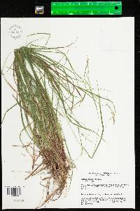 Carex debilis var. rudgei image