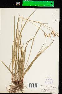 Carex castanea image