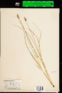 Carex arcta image