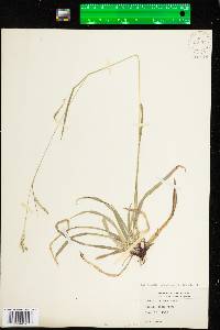 Carex arctata image