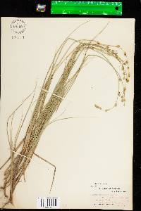 Carex canescens ssp. disjuncta image