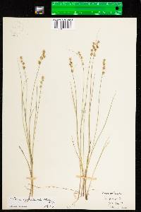 Carex echinata image