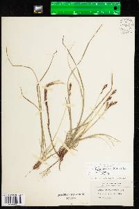 Carex lucorum ssp. lucorum image