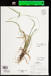 Carex ormostachya image