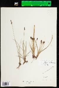 Carex lucorum ssp. lucorum image
