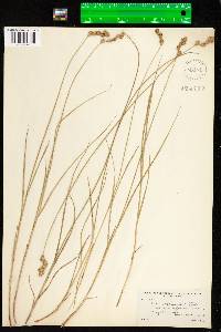 Carex scoparia image