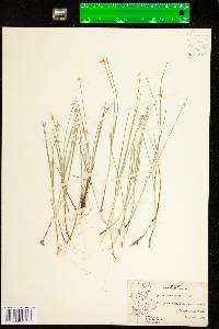 Carex pauciflora image