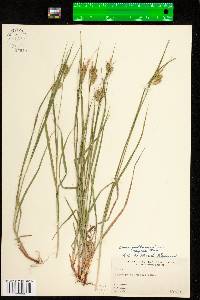 Carex pallescens image