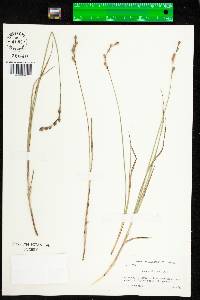 Carex silicea image