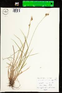 Carex pallescens image