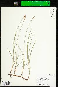 Carex siccata image