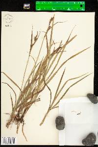 Carex scabrata image