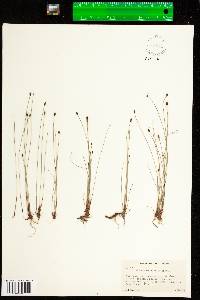 Eleocharis palustris image