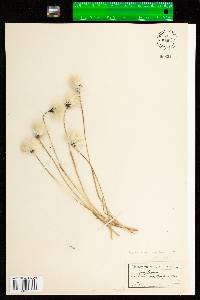 Eriophorum vaginatum var. spissum image