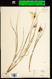 Eriophorum angustifolium ssp. angustifolium image
