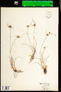 Cyperus lupulinus var. macilentus image