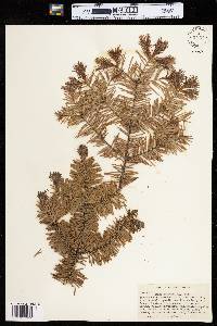 Abies balsamea image