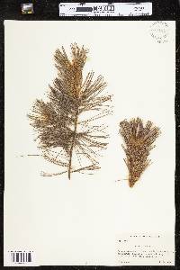 Pinus strobus image