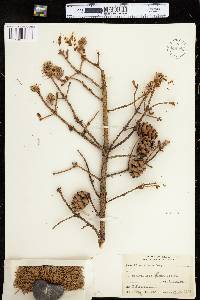 Picea rubens image