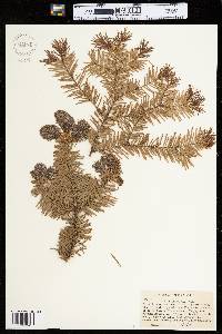 Abies balsamea image