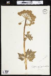 Angelica lucida image