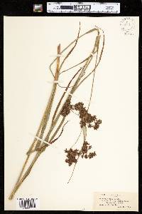 Image of Scirpus ×peckii