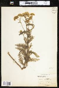 Achillea millefolium image