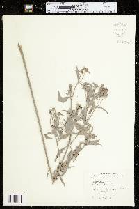 Bidens eatonii image