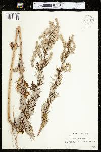Artemisia vulgaris var. vulgaris image