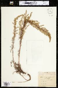 Artemisia campestris ssp. caudata image