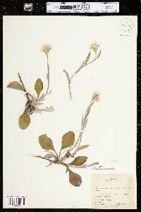 Antennaria parlinii ssp. parlinii image