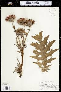 Cirsium muticum image