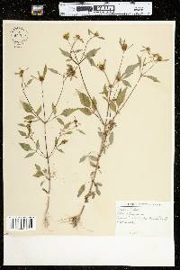 Bidens frondosa image