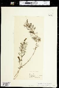 Bidens beckii image